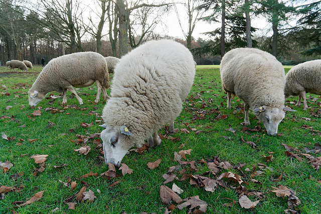 Les moutons du parc (3)