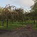 Burrow Hill orchard