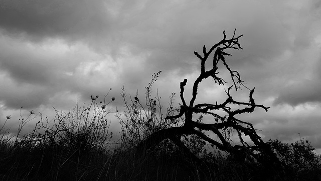 Penedos, Dead tree