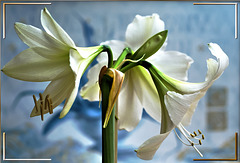 Amaryllis. On New Year's Day, in the color white... ©UdoSm