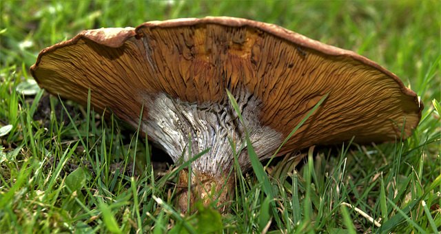A Gathered Miscellany Of Fungi
