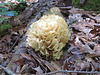 Frilly fungus