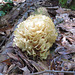 Frilly fungus