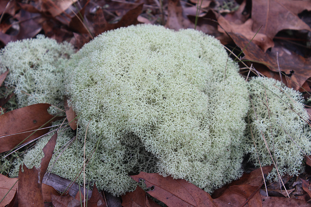 Unusual, but quite pretty,    Fungi  !
