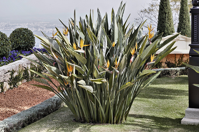 Yellow Bird of Paradise – Baha’i Gardens, Haifa, Israel