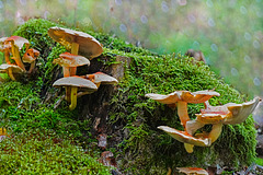 Die Zeit der Pilze beginnt - The mushroom season begins
