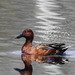 Cinnamon Teal, just for the record