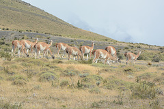 Chile, The Herd of Guanacos