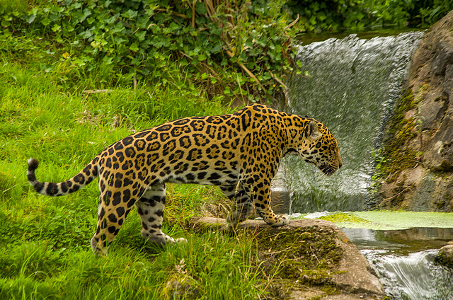 A jaguar at Chester zoo