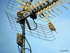 Three Sparrows Sharing A Perch.