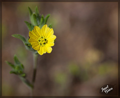 321/366: Lemon-Scented Tarweed: the 161st Flower of Spring & Summer