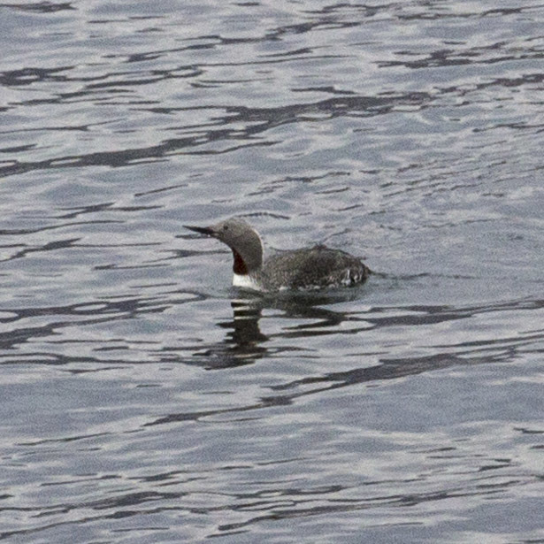 Red throated diver 1