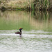 Horned Grebe, just for the record