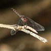 Dragonfly sp., Trinidad