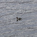 Red throated diver 2