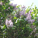 Pale lilac - there are so many trees