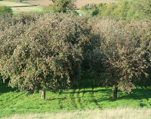 Cider apple trees