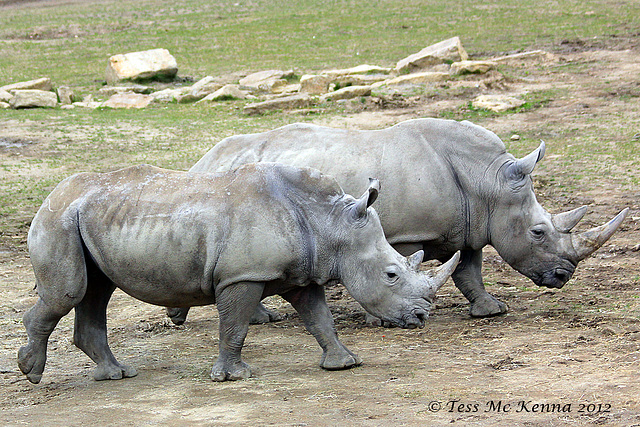 White Rhinoceros  213 copy