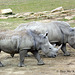 White Rhinoceros  213 copy