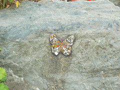 IoM[3] - mosaic butterfly