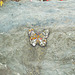 IoM[3] - mosaic butterfly