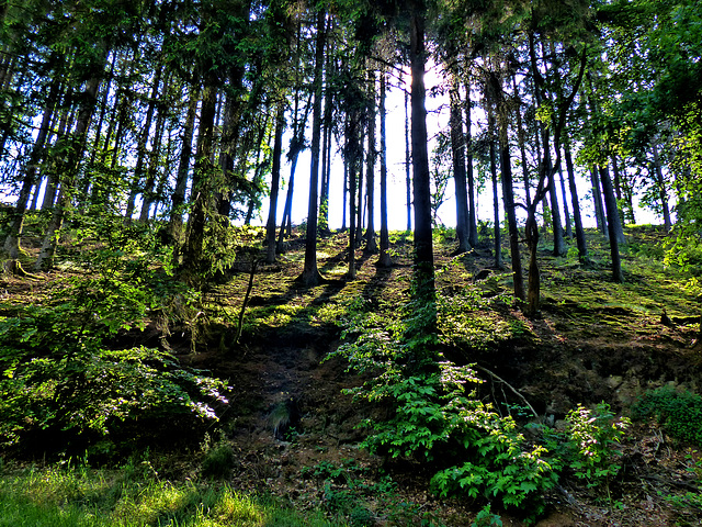 Trees - Hunsruck Germany