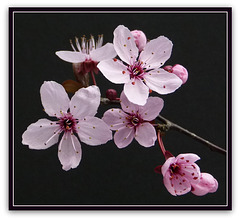 Japanische Kirschblueten