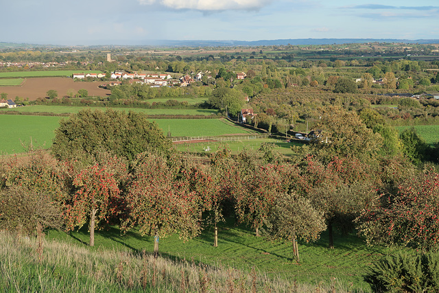 Looking east over cider-apple trees towards Stembridge