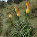 Red-hot Poker flowers (Kniphofia foliosa) - Simien Mountains