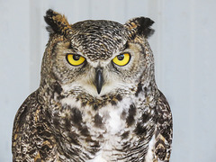 Great Horned Owl - rehab