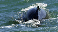 Humpback whale, Skjálfandi  DSC3388