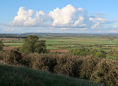 Looking north over cider-apple trees towards Shapwick