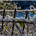 A touch of snow fence
