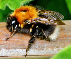 Bee sadly infected with mites
