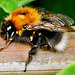 Bee sadly infected with mites