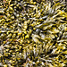 Raffin shore seaweed 2 - Bladder wrack