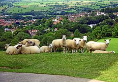 Sheep on Glastonbury Tor!