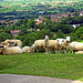Sheep on Glastonbury Tor!