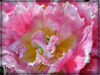 Bon Jeudi de l'ascension à tous ! Tulipe