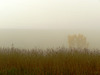 Morning Mist - Fossil Creek Wetlands Natural Area; City of Fort Collins Natural Areas