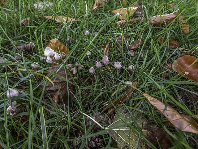 Micro fungi amongst the grass