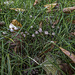 Micro fungi amongst the grass