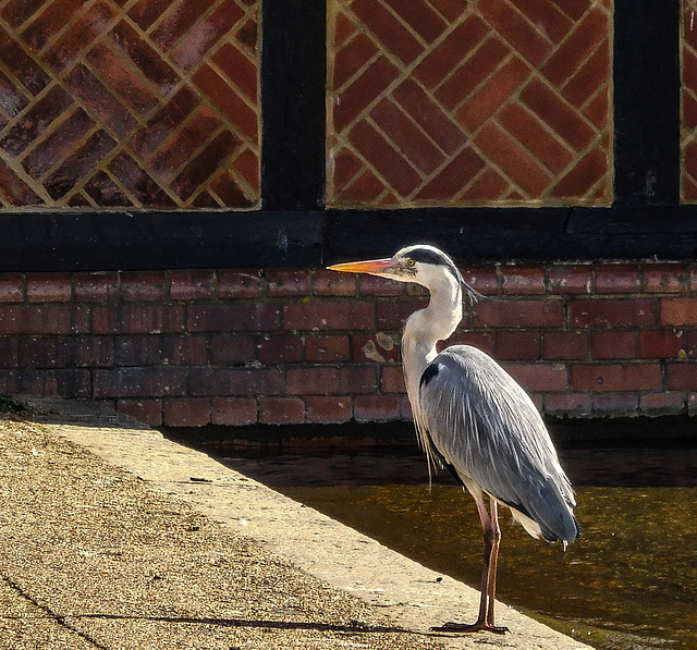 Heron by the boat house