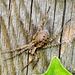 Spider.....Cobweb/Funnel weaver???
