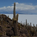 Bolivia, Cactuses of Isla del Pescado (Fish Island)