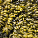 Raffin shore seaweed 4 - close-up of Bladder wrack