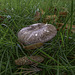 Fungi in the grass