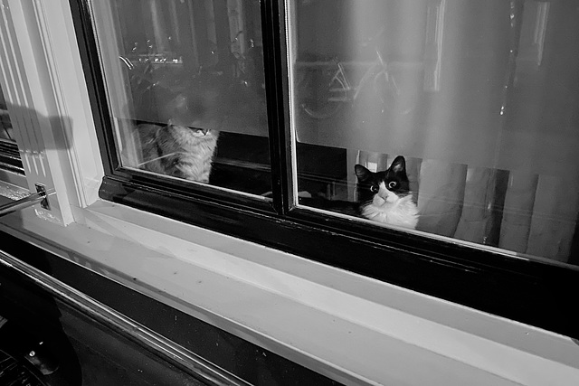 Cats in the window