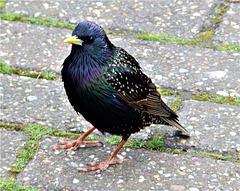 Starling seen at West Bay.