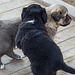 20151207 9773VRAw [R~TR] Hunde, Ephesos, Selcuk, Türkei